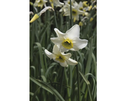 Narcisy v záhrade