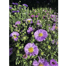 Detail fialových jesenných astrov v záhrade.