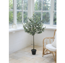 Ozdobná olivová izbová rastlina v miestnosti s veľkým oknom a ratanovým kreslom.