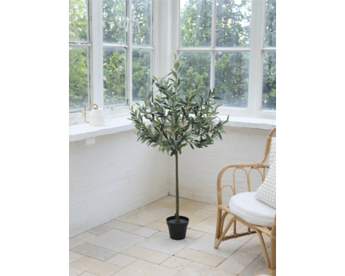 Ozdobná olivová izbová rastlina v miestnosti s veľkým oknom a ratanovým kreslom.