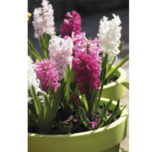 Hyacinty v kvetináčoch