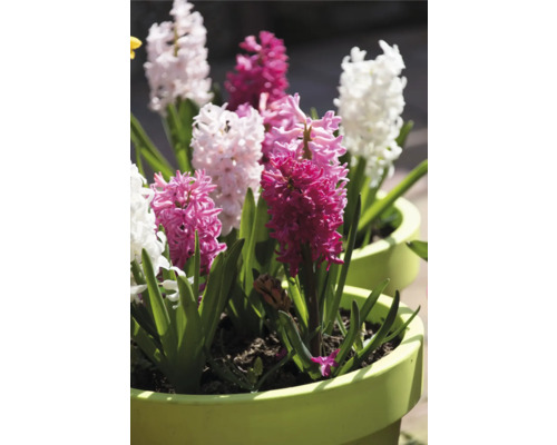 Hyacinty v kvetináčoch