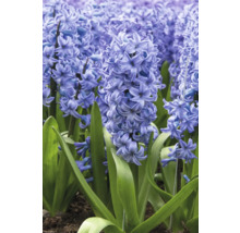 Detail kvitnúcich hyacintov v záhrade.