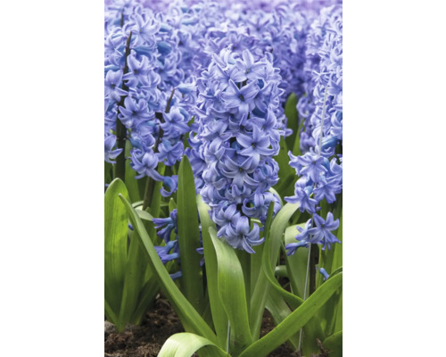 Detail kvitnúcich hyacintov v záhrade.