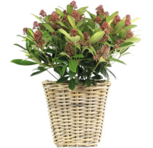 Skimmie v prútenom košíku