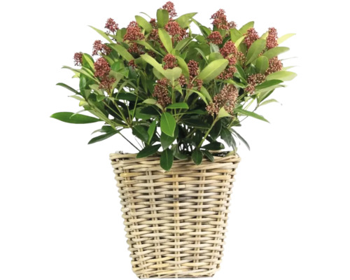 Skimmie v prútenom košíku