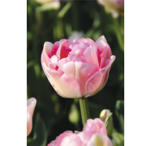 Detail plnokvetého kvetu tulipánu