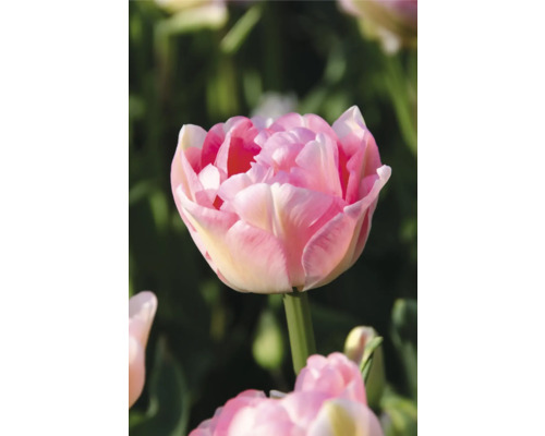 Detail plnokvetého kvetu tulipánu