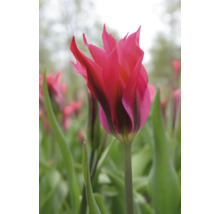 Detailný záber ružového tulipánu