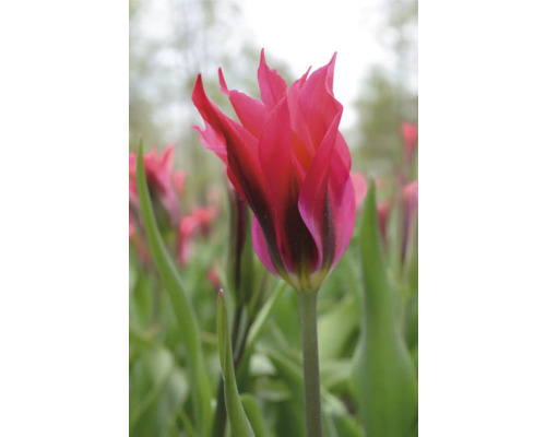 Detailný záber ružového tulipánu