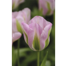 Detailný záber kvetu ružového tulipánu