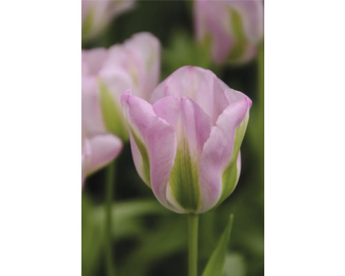 Detailný záber kvetu ružového tulipánu