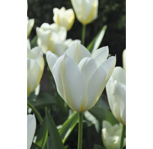 Detailný záber bielych kvetov tulipánov so zelenými stonkami