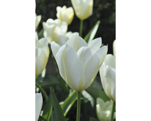 Detailný záber bielych kvetov tulipánov so zelenými stonkami