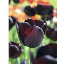 Detailný záber na jeden tmavý tulipán na záhradnom záhone.