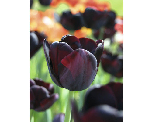 Detailný záber na jeden tmavý tulipán na záhradnom záhone.