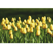 Pole so žltými kvetmi tulipánov.