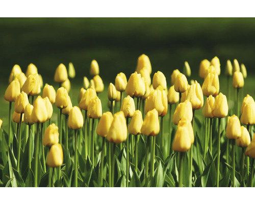 Pole so žltými kvetmi tulipánov.