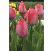 Detailný záber ružových kvetov tulipánov v záhrade