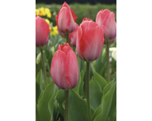 Detailný záber ružových kvetov tulipánov v záhrade
