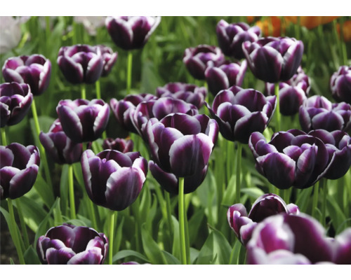 Detail fialových tulipánov v záhradnom záhone.