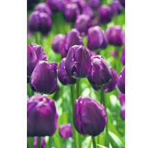 Detail fialových tulipánov v záhrade.