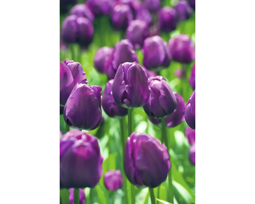 Detail fialových tulipánov v záhrade.