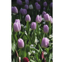 Pole s tulipánmi a zelenými rastlinami