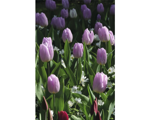 Pole s tulipánmi a zelenými rastlinami