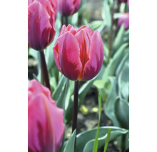 Detail ružového tulipánu v záhrade