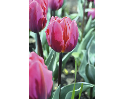 Detail ružového tulipánu v záhrade
