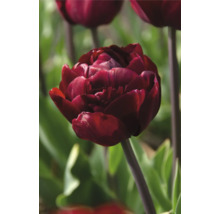 Detail plného, červenofialového tulipánu v záhrade.