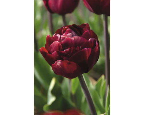 Detail plného, červenofialového tulipánu v záhrade.