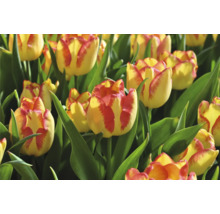 Detail žlto-červených kvetov tulipánov so zelenými listami