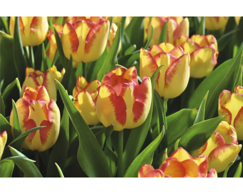 Detail žlto-červených kvetov tulipánov so zelenými listami