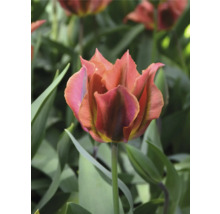 Detail tulipánu so zúbkovanými okvetnými lístkami v záhrade