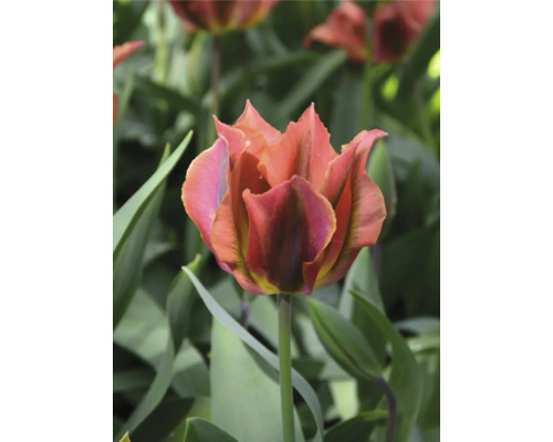 Detail tulipánu so zúbkovanými okvetnými lístkami v záhrade