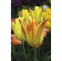 Detail žltých tulipánov v záhradnom záhone