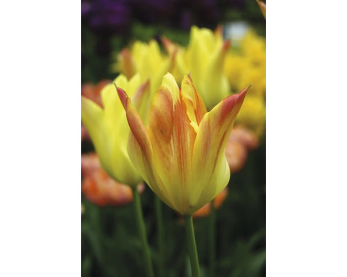 Detail žltých tulipánov v záhradnom záhone