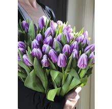 Osoba drží kyticu fialových tulipánov