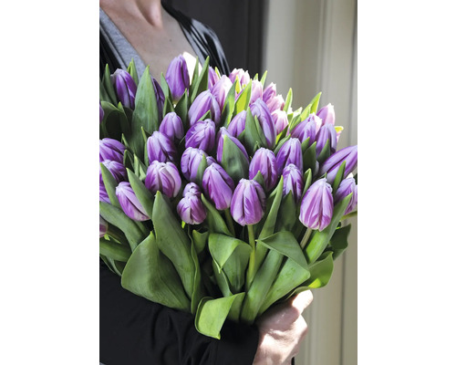 Osoba drží kyticu fialových tulipánov