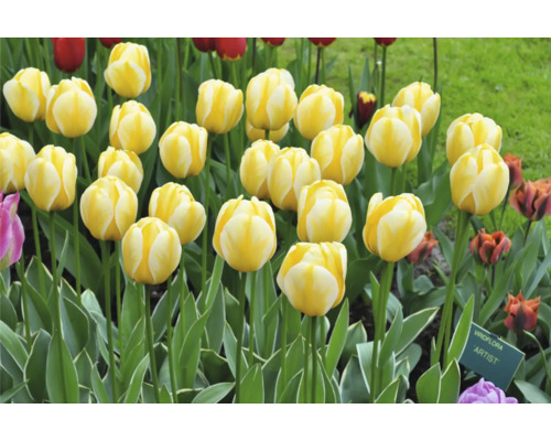 Pole so žltými tulipánmi