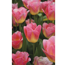 Detailný záber ružových a žltých tulipánov