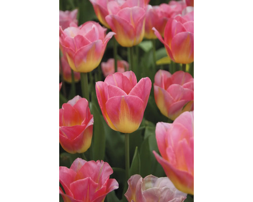 Detailný záber ružových a žltých tulipánov
