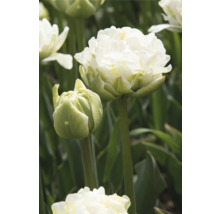 Detail bieleho plnokvetého tulipánu v záhrade
