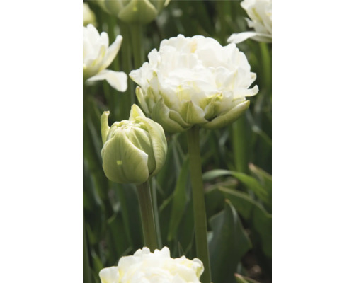 Detail bieleho plnokvetého tulipánu v záhrade