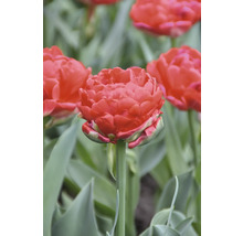 Detail plného tulipánu v záhrade.