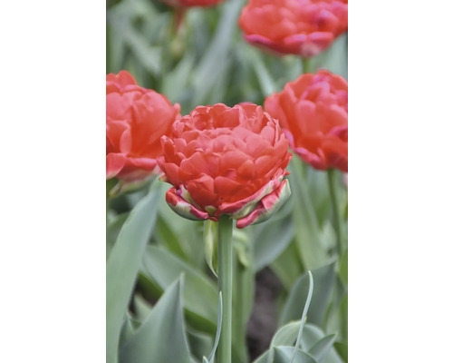 Detail plného tulipánu v záhrade.