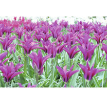 Pole s fialovými kvetmi tulipánov