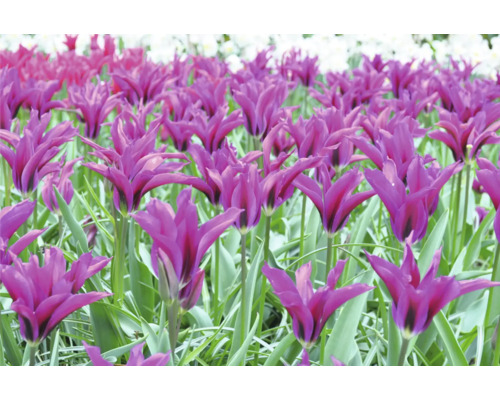 Pole s fialovými kvetmi tulipánov